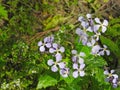 Blooming Orychophragmus violaceus