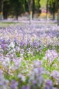 Blooming Orychophragmus violaceus in spring