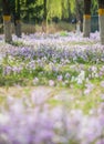 Blooming Orychophragmus violaceus in spring