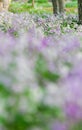 Blooming Orychophragmus violaceus in spring