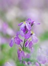 Blooming Orychophragmus violaceus in spring