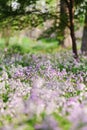 Blooming Orychophragmus violaceus in spring