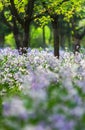 Blooming Orychophragmus violaceus in spring