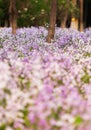 Blooming Orychophragmus violaceus in spring