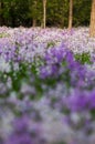 Blooming Orychophragmus violaceus in spring