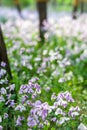 Blooming Orychophragmus violaceus in spring