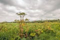 Blooming and overblown common hogweed against a gray cloudy sky Royalty Free Stock Photo