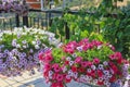 Blooming overflowing pink and purple petunia flowers in pots and wild grape vine on balcony of cozy garden terrace