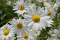 Blooming oxeye daisies