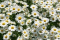 Blooming oxeye daisies