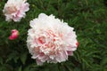 Blooming Paeonia lactiflora Pall