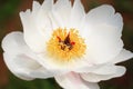 Blooming Paeonia lactiflora Pall