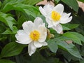 Blooming Paeonia lactiflora Pall Royalty Free Stock Photo