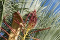 Blooming palm tree on blue sky background Royalty Free Stock Photo