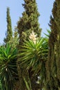 Blooming palm tree white bud Royalty Free Stock Photo