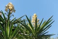 Blooming palm tree yucca. White exotic flowers with long green leaves on blue sky background. Spain