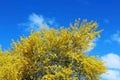 Blooming Palo Verde, Arizona state tree Royalty Free Stock Photo