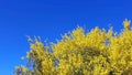 Blooming Palo Verde, Arizona state tree Royalty Free Stock Photo