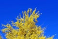 Blooming Palo Verde, Arizona state tree Royalty Free Stock Photo