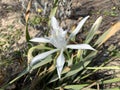 Blooming pankration sea or sand lily Latin - Pancratium maritimum