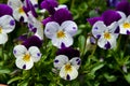 Blooming pansies in the park of Linderhof castle in Bavaria. Spring Royalty Free Stock Photo