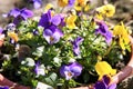 Blooming pansies Royalty Free Stock Photo