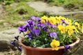 Blooming pansies Royalty Free Stock Photo