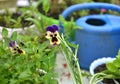 Blooming pansy flower and blue watering can in the garden