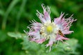 Blooming Papaver Pink Fizz in the garden