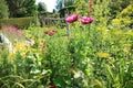 Blooming Papaver Somniferum in Great Dixter House & Gardens.