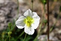 Blooming Papaver tatricum