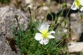 Blooming Papaver tatricum