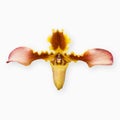 Blooming Paphiopedilum Hirsutissimum Lindl. Ex Hook. Stein orchid flower