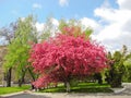 Blooming paradise apple tree.