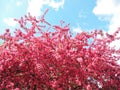 Blooming paradise apple tree.