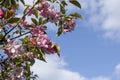 blooming paradise apple tree on a clear day