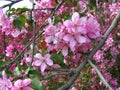 Blooming paradise apple-tree