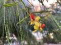 Blooming Parkinsonia lat. Parkinsonia aculeata Royalty Free Stock Photo