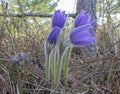 Blooming Pasque Flower in the beautiful morning light of early spring in Eastern Lithuania. Royalty Free Stock Photo