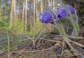 Blooming Pasque Flower in the beautiful morning light of early spring in Eastern Lithuania. Royalty Free Stock Photo