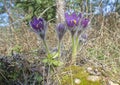 Blooming Pasque Flower in the beautiful morning light of early spring in Eastern Lithuania. Royalty Free Stock Photo
