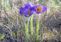 Blooming Pasque Flower in the beautiful morning light of early spring in Eastern Lithuania. Royalty Free Stock Photo