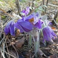 Blooming Pasque Flower in the beautiful morning light of early spring in Eastern Lithuania. Royalty Free Stock Photo