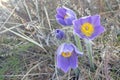 Blooming Pasque Flower in the beautiful morning light of early spring in Eastern Lithuania. Royalty Free Stock Photo