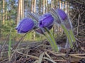 Blooming Pasque Flower in the beautiful morning light of early spring in Eastern Lithuania. Royalty Free Stock Photo