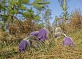 Blooming Pasque Flower in the beautiful morning light of early spring in Eastern Lithuania. Royalty Free Stock Photo