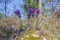 Blooming Pasque Flower in the beautiful morning light of early spring in Eastern Lithuania. Royalty Free Stock Photo