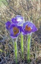 Blooming Pasque Flower in the beautiful morning light of early spring in Eastern Lithuania. Royalty Free Stock Photo