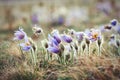 Blooming pasque wild flowers in spring