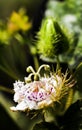 Blooming Passiflora foetida flower or Bush passion fruit delicate closeup of inflorescence. Royalty Free Stock Photo